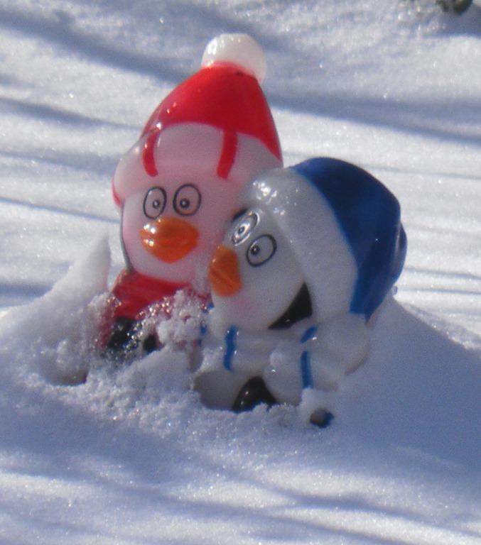 [penguins in snow (3)[10].jpg]