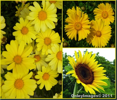 yellow flower collage