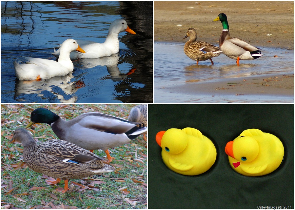 [ducks collage[7].jpg]