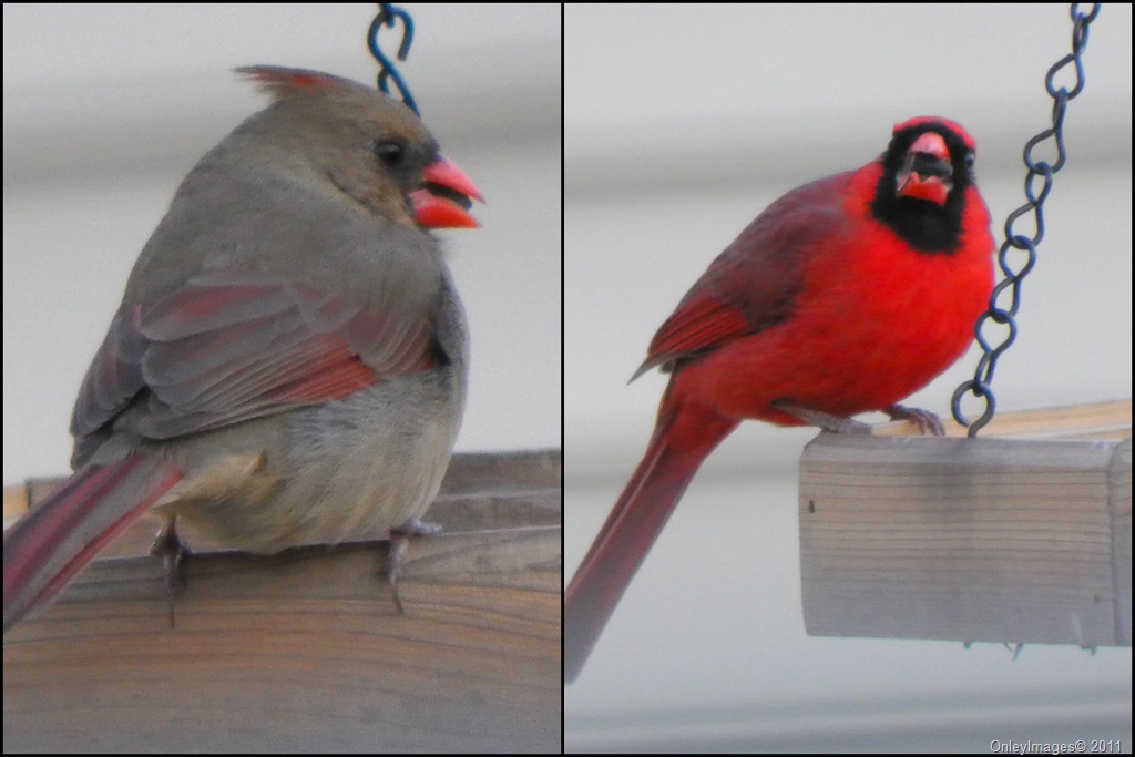 [cardinals collage 022011[7].jpg]