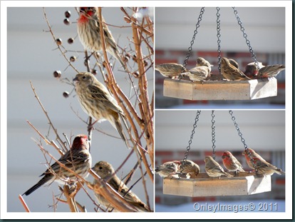 finches collage1