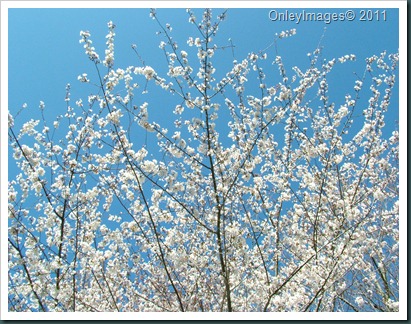 cherry blossom time0327 (9)