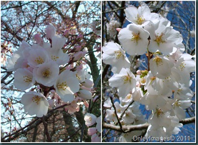 cherry blossom collage