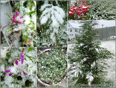 snow plants collage0327
