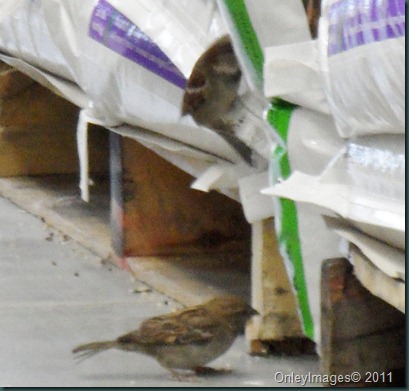 lowes birds031311 (12)