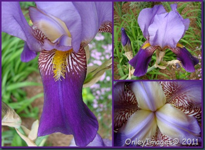 purple iris collage0502