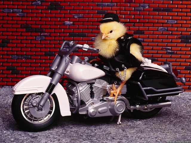 [Biker Chick[5].jpg]