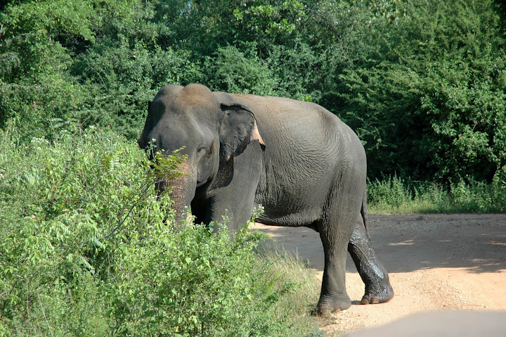 DSC_0368.JPG