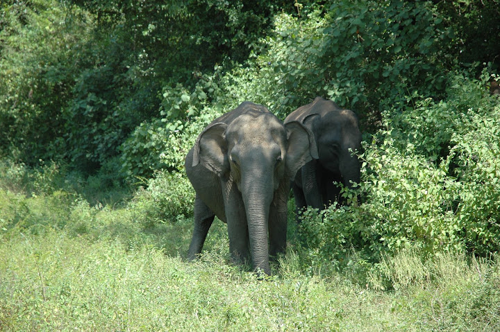 DSC_0158.JPG