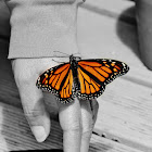 Monarch Butterfly