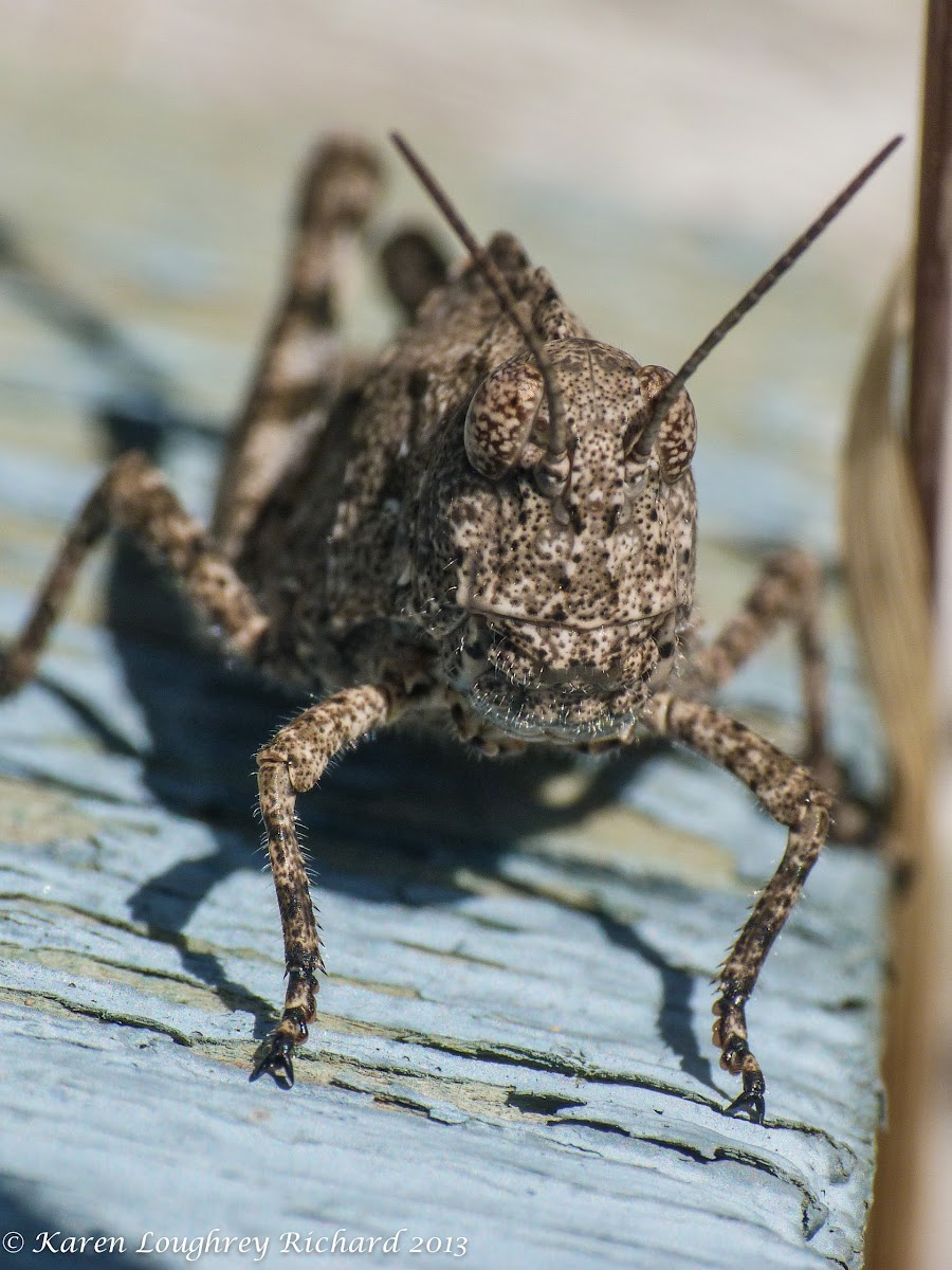 Band-winged grasshopper