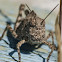 Band-winged grasshopper