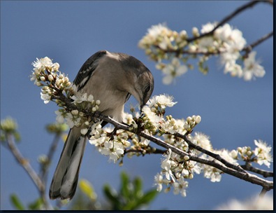 Animals_Birds_Mockinbird_on_tree_005471_