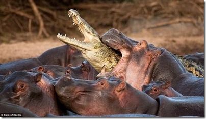 hippos3