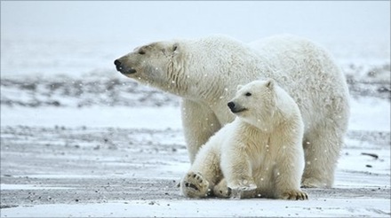 polar_bear_a