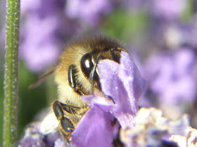 photos, levendula, darázs, virágok, wallpapers, háttérképek, képek,  fotók, Lavandula angustifolia,  virág, kék, bloom, blue, budapest, blog, makró