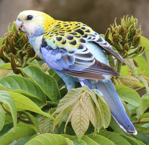 Pale-headed Rosella | Project Noah