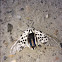 Giant Leopard Moth