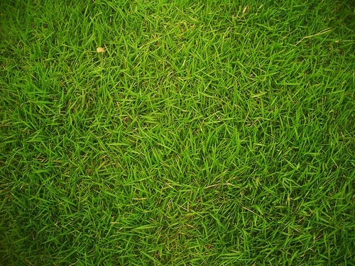 Grass-1