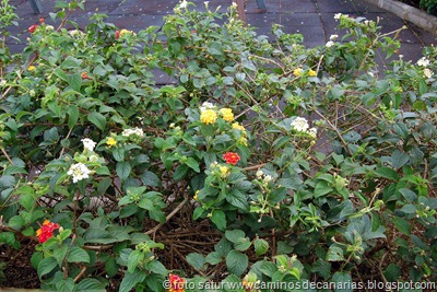 1025 Cascajales-Ingenio(Lantana-Venturosa) 1025 Cascajales-Ingenio(Lantana-Venturosa)