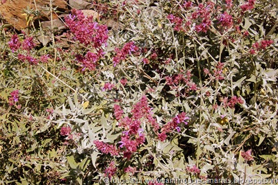 1067 Arteara-S.Fernando(Salvia roja) 1067 Arteara-S.Fernando(Salvia roja)