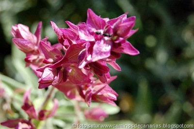 1068 Arteara-S.Fernando(Salvia roja) 1068 Arteara-S.Fernando(Salvia roja)