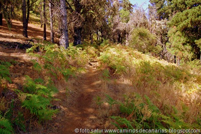 1330 C.Tejeda-Valsendero(Lomo Retamilla) 1330 C.Tejeda-Valsendero(Lomo Retamilla)