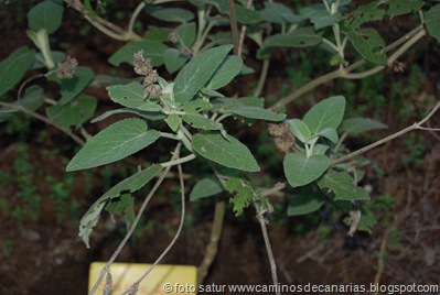795 Bº del Laurel(Salvia de los Tiles) 795 Bº del Laurel(Salvia de los Tiles)