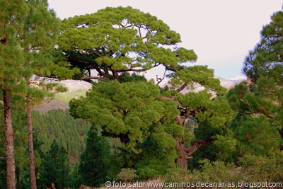 1435 Pinos de Gáldar-Gáldar(Pino canario) 1435 Pinos de Gáldar-Gáldar(Pino canario)