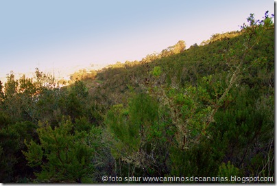 2037 Bosque Faya-Brezal 2037 Bosque Faya-Brezal