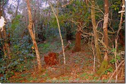 2041 Bosque Faya-Brezal 2041 Bosque Faya-Brezal