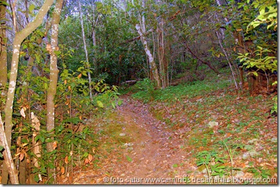 2043 Bosque Faya-Brezal 2043 Bosque Faya-Brezal