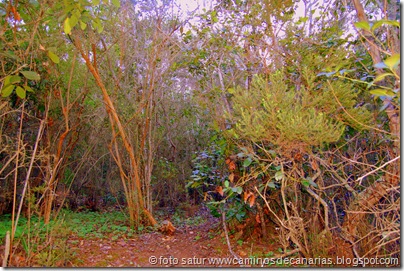 2050 Bosque Faya-Brezal 2050 Bosque Faya-Brezal
