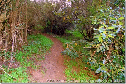 2055 Bosque Faya-Brezal 2055 Bosque Faya-Brezal