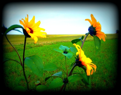 sunflowers1.jpeg