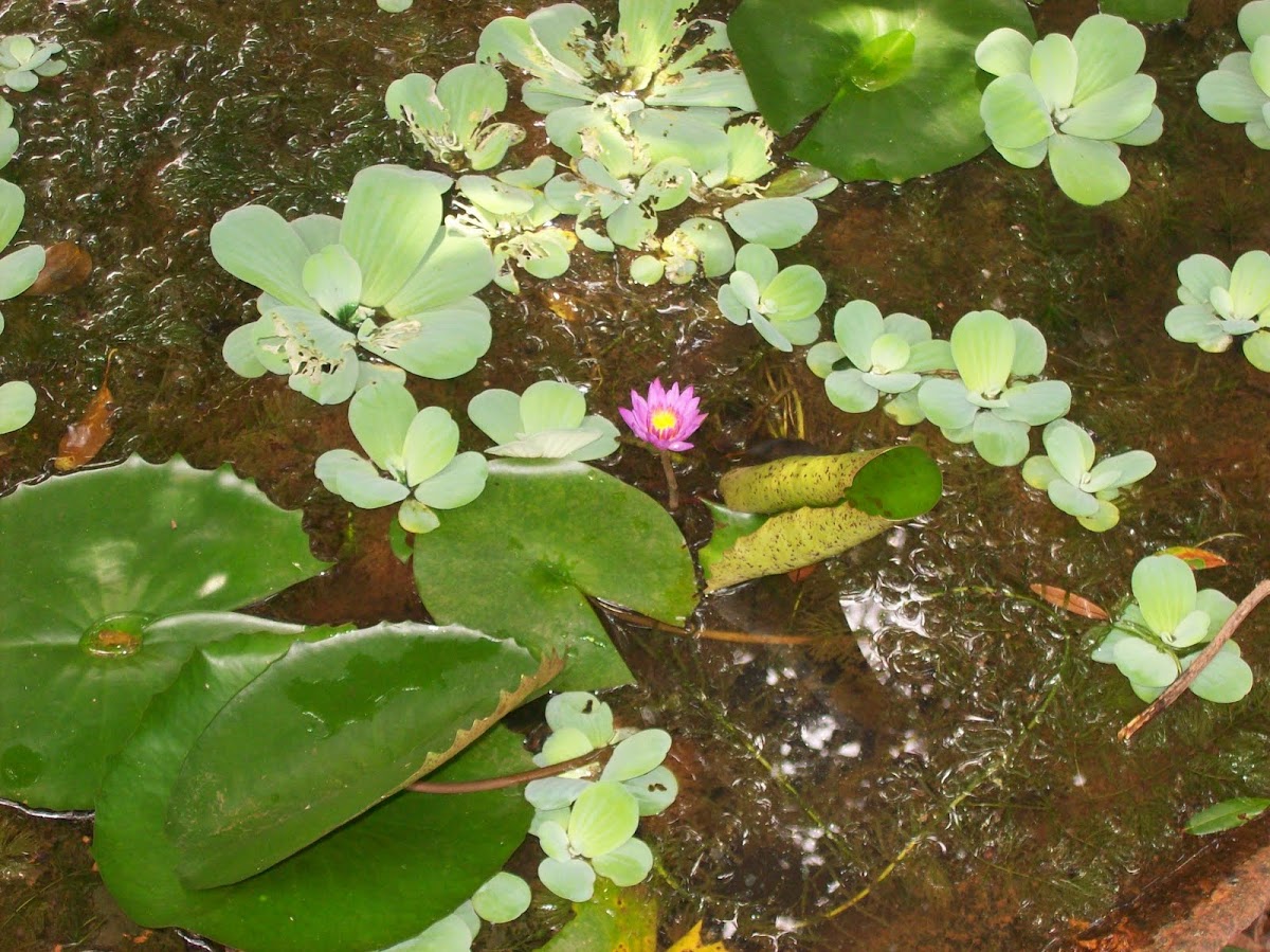 Water lily & water lettuce