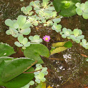 Water lily & water lettuce