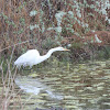 Great Egret