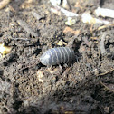 Pillbug