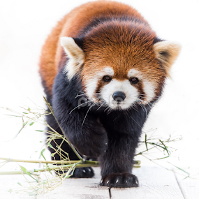 Red Panda V by Abeselom Zerit - Animals Other Mammals