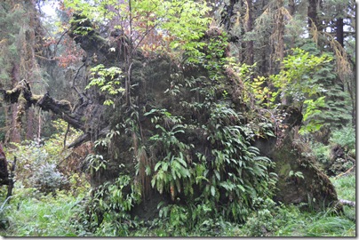 Hoh Rain Forest 102