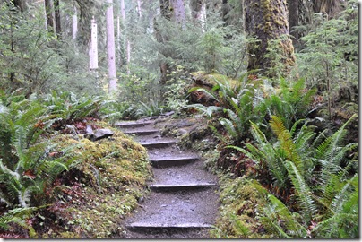 Hoh Rain Forest 067