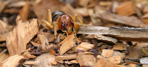 as jerusalem cricket,