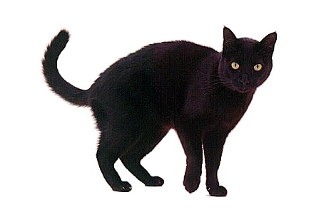 [black-cat[2].jpg]