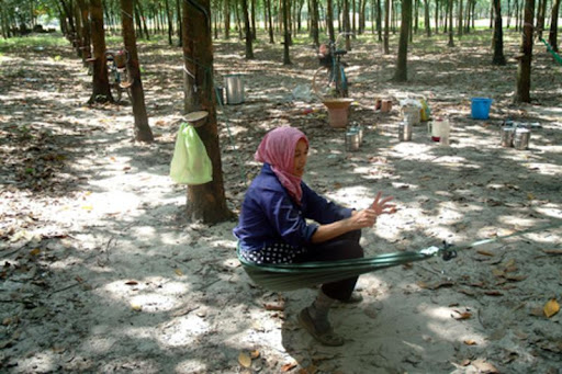 Plantations In Kerala. to plantations in Kerala,
