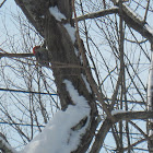 Red-Bellied woodpecker