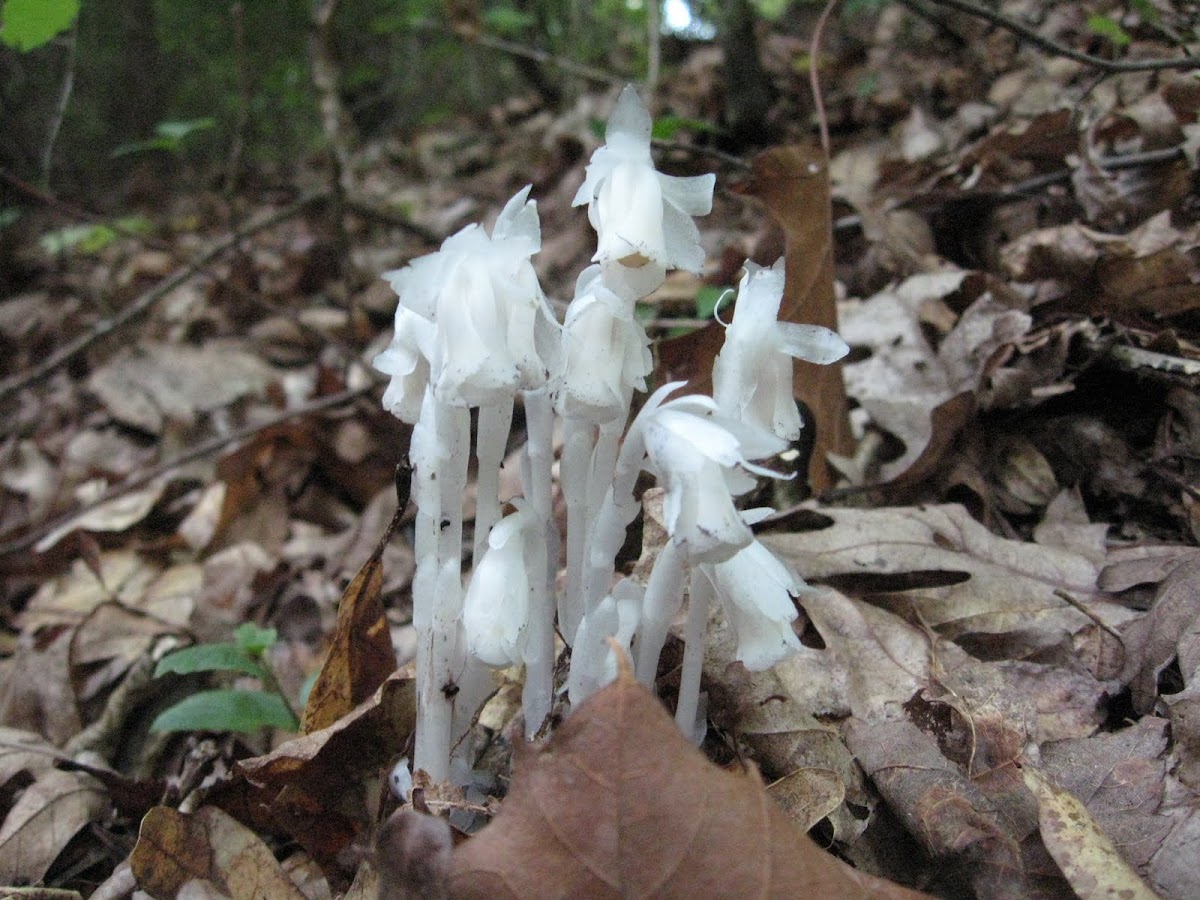 Ghost plant
