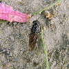 black soldier fly