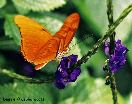 IMG_0010 Orange Butterfly 