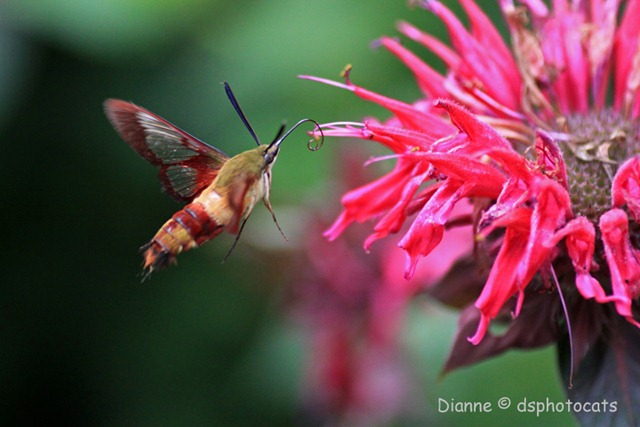 [IMG_6139 (2) Hummingbird Moth[4].jpg]